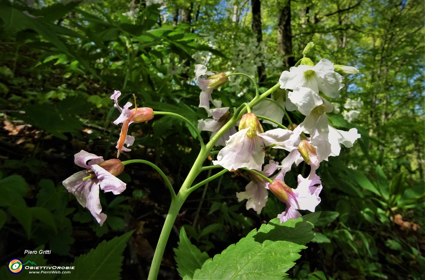 34 Scendendo da Cima di Muschiada traccia-sentierino fiorito di Dentaria minore (Cardamine bulbifera).JPG